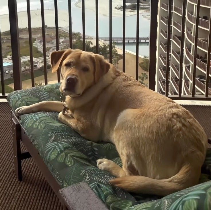 Service dog owner hospital stay 1