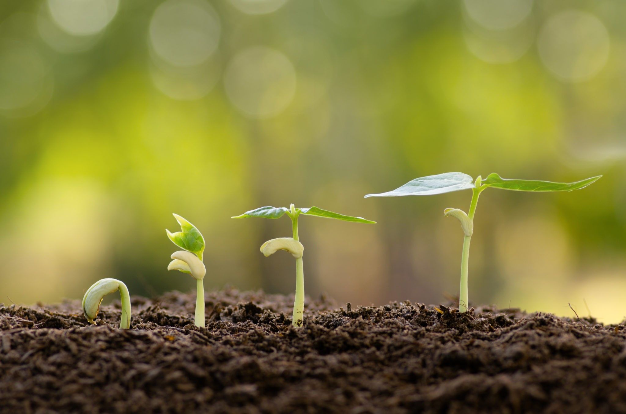 Slow growth new habits