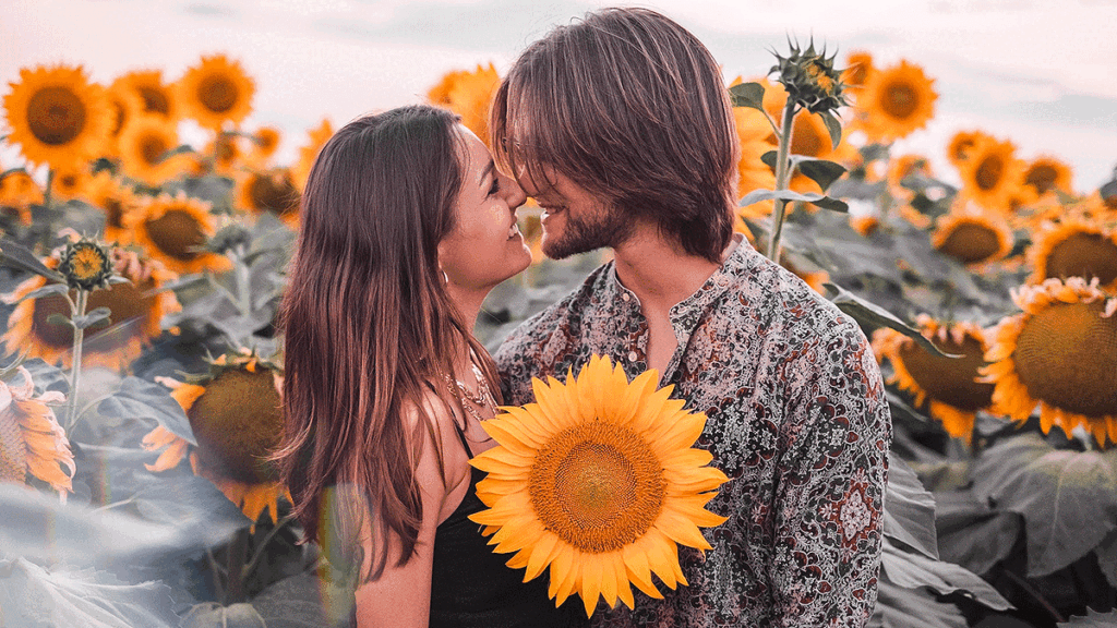 Sunflowers15 1024x576