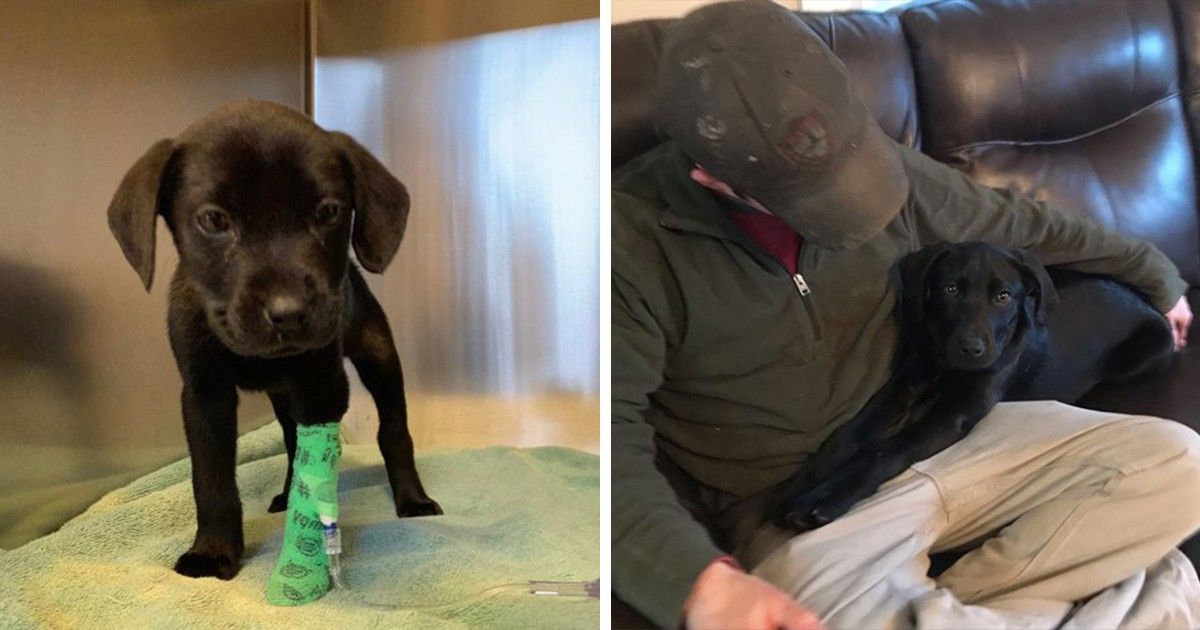 This Deaf Puppy Couldn't Find a Home After Illness, Until His Deaf Owner Came Along and Taught Him Sign Language