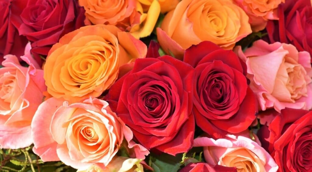 Husband wife cancer chemotherapy roses  1024x567