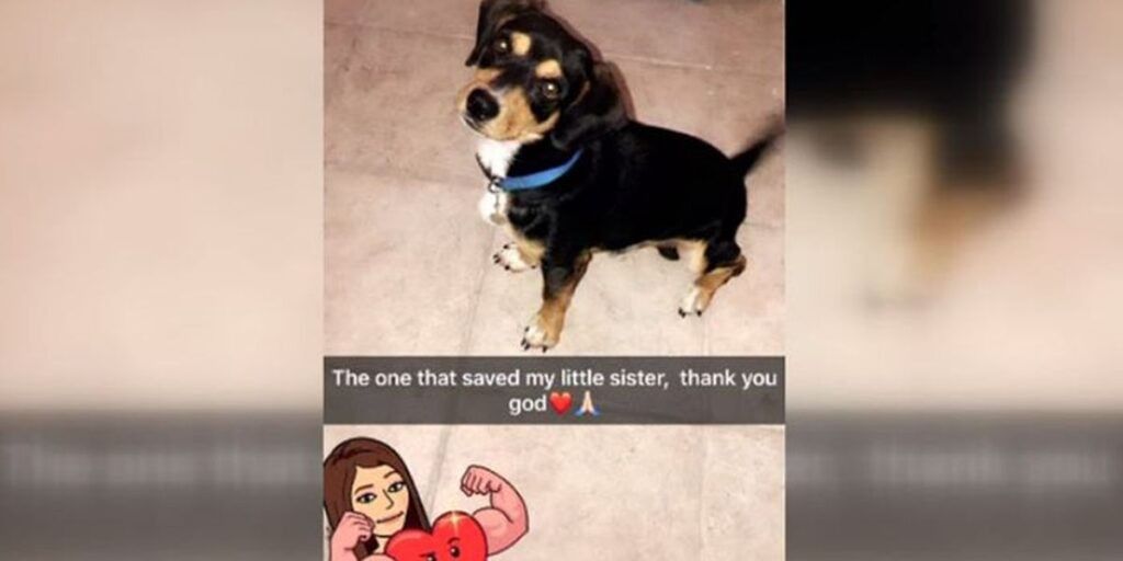 beagle-saves-young-girl