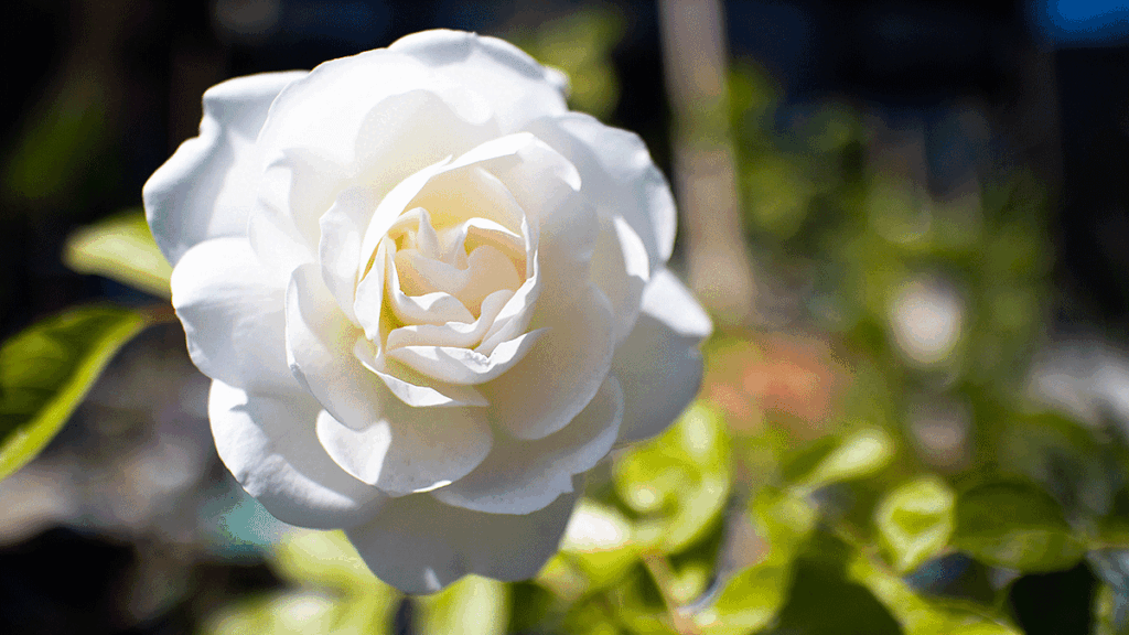 Love poems13 1024x576