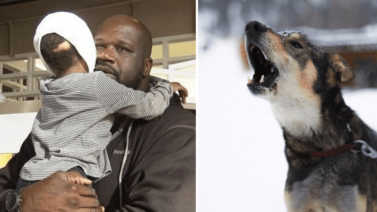 5-Year-Old Girl Is Viciously Attacked by Two Dogs - Shaquille O’Neal Steps in After Hearing the Story