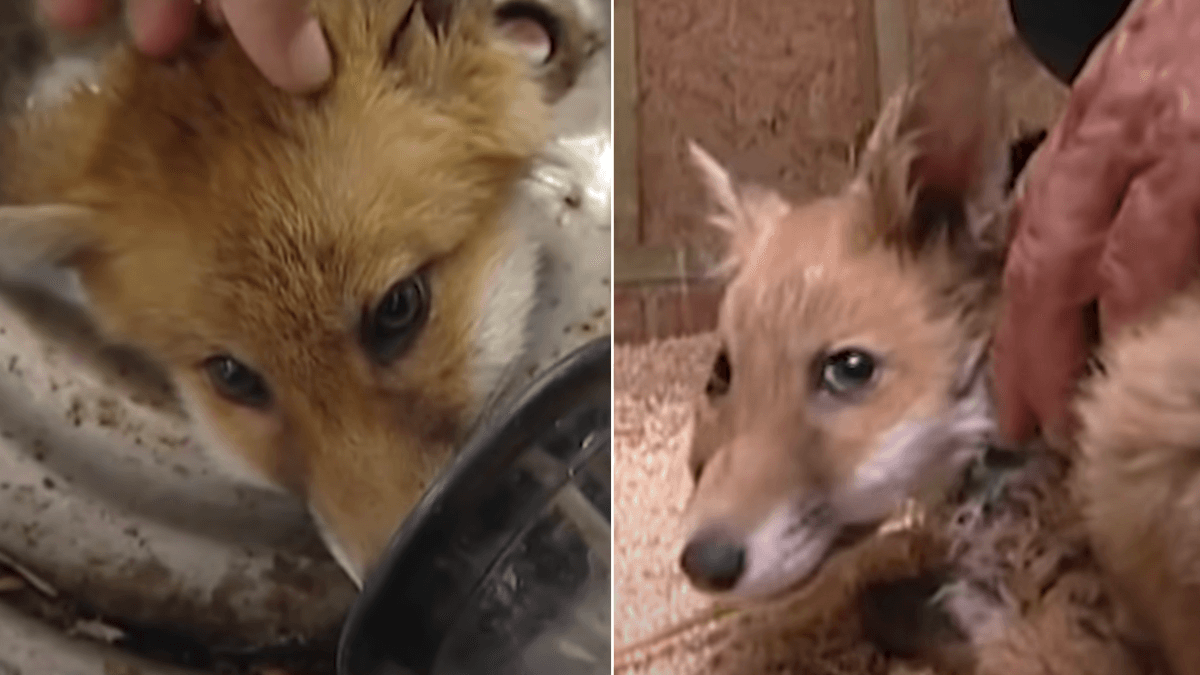 Not-So-Sly Fox Gets His Head Stuck In A Tire — The Amazing Rescue is Captured in Viral Video