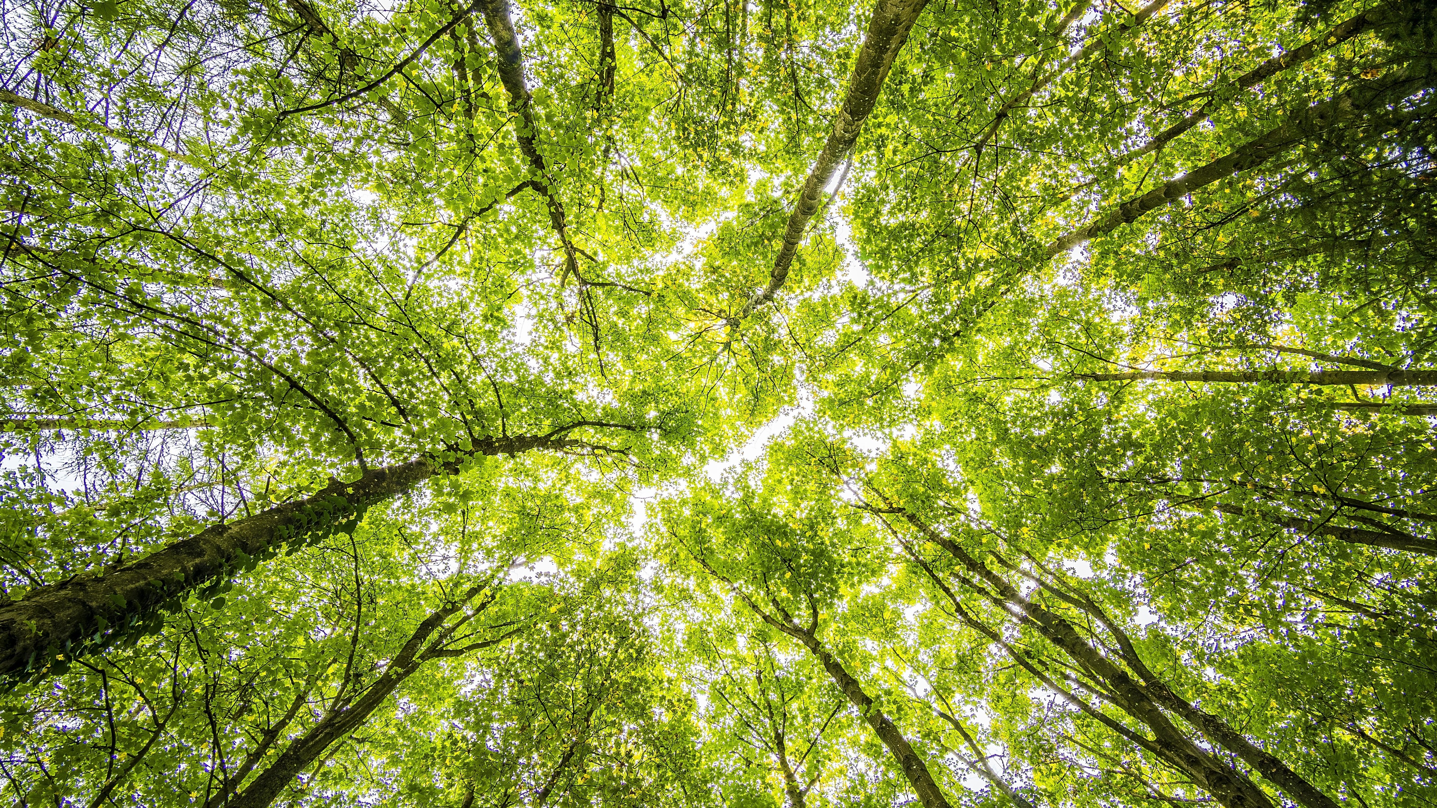 overhead of trees in a forest
