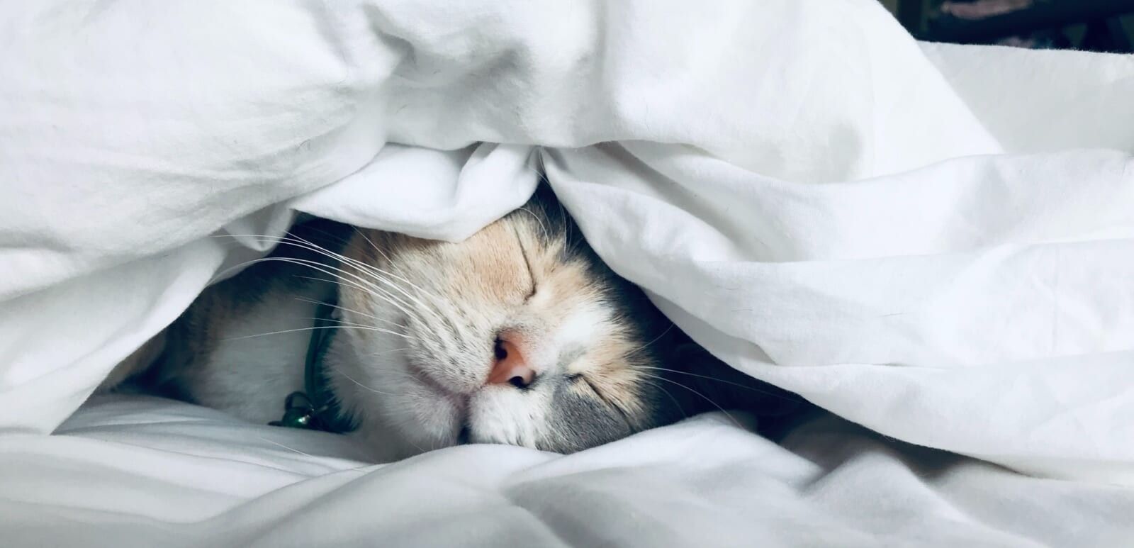 The Best Cat Quotes on the Internet – And Why They're Good for Your Mental Health