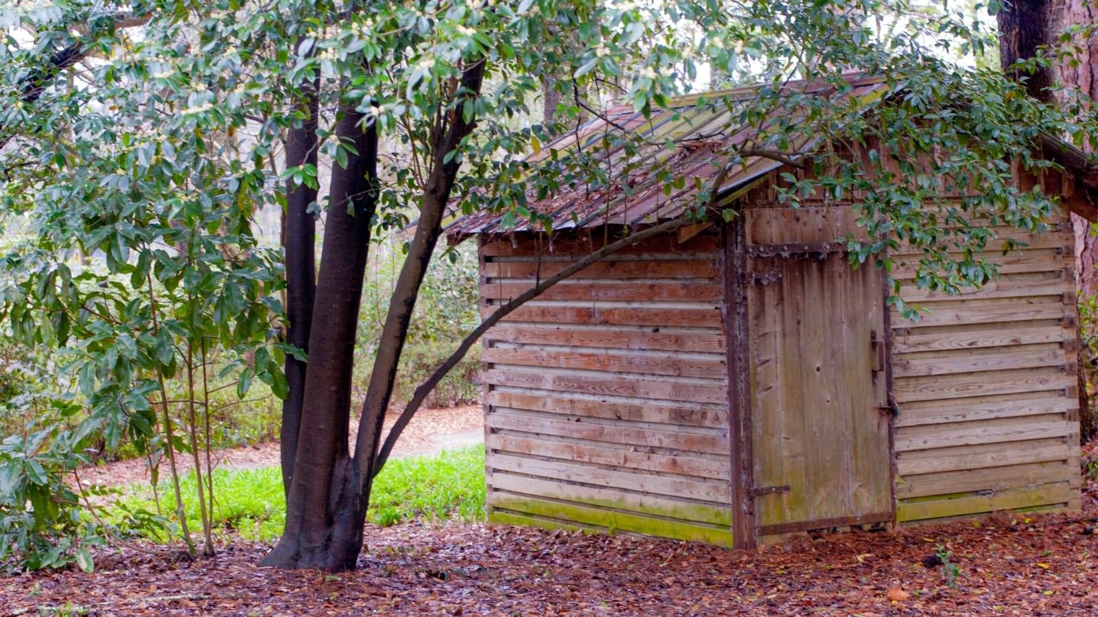 a lone shed with a tree near it