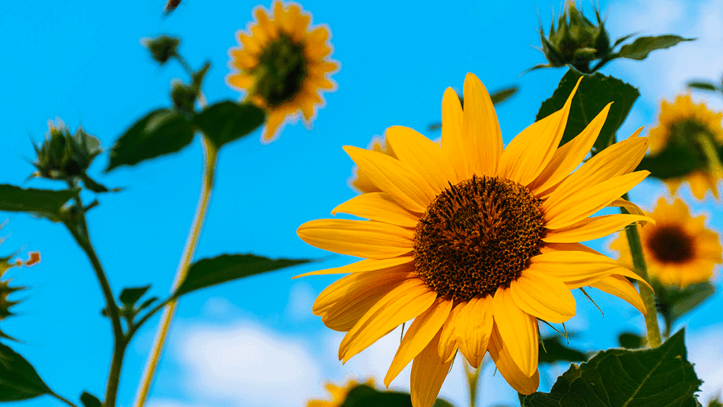 Sunflowers2 1024x576