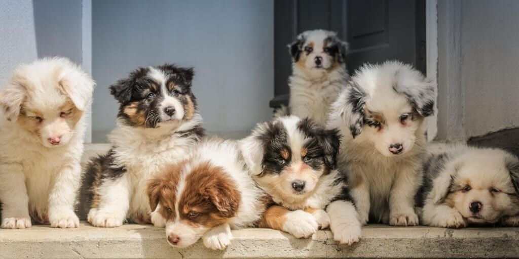 puppies on a door step by jametlene reskp on unsplash
