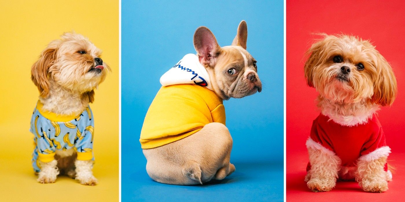 What Is Separation Anxiety In Dogs And How Do You Treat It? 