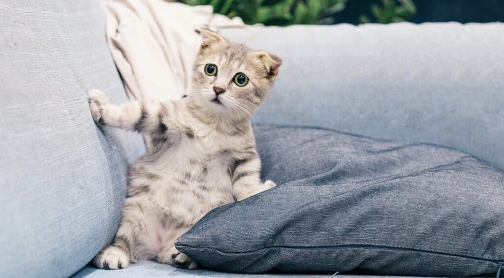 cute cat sits upright