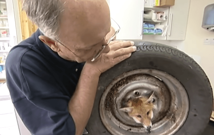 Fox rescue