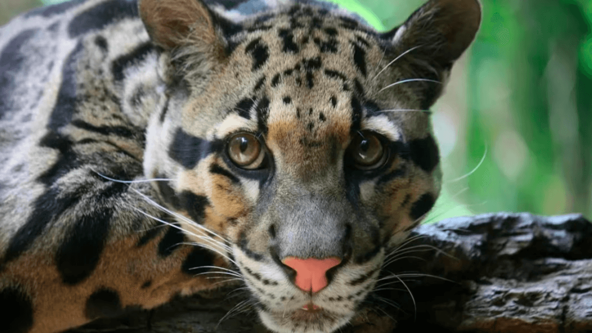 Remarkable Leopard Thought to Be Extinct Spotted for First Time in Over 35 Years