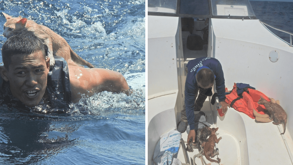 Thai Sailors Risk Their Lives To Rescue Kittens Trapped On Sinking Ship