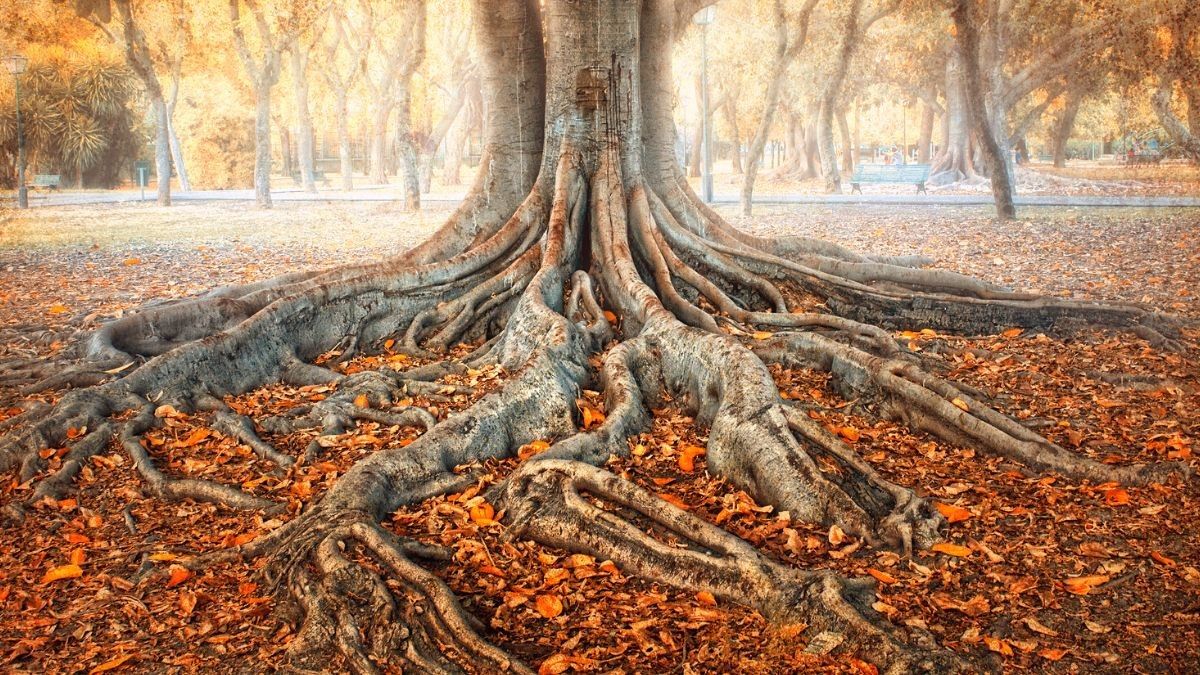 The Root Chakra: 6 Practical Steps To Unleash This Primal Energy Center