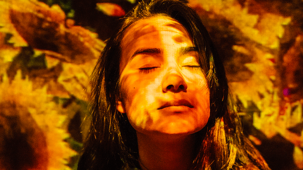 Sunflowers8 1024x576