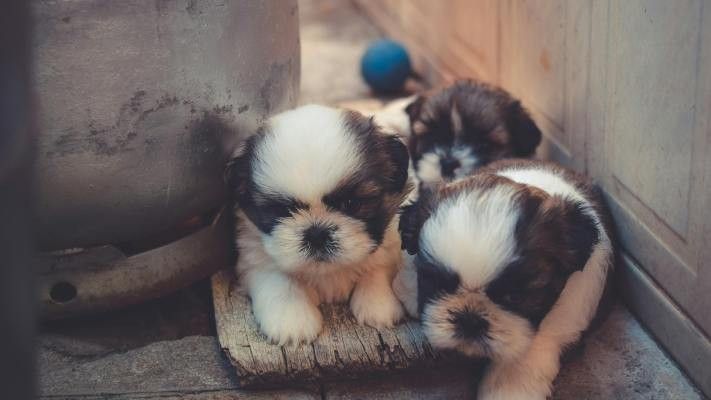 three white and brown puppies