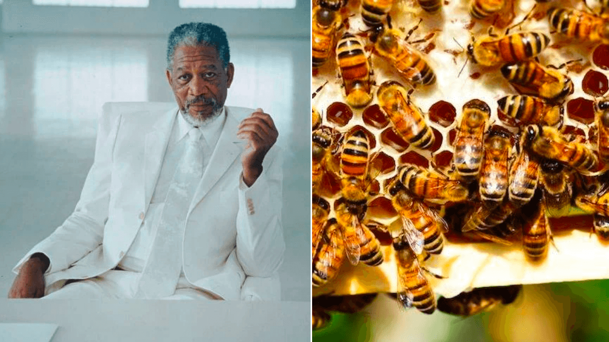 Morgan Freeman Owns a 124-Acre Property in Mississippi - So He Decides to Use the Extra Space as a Bee Sanctuary to Help Save the Planet