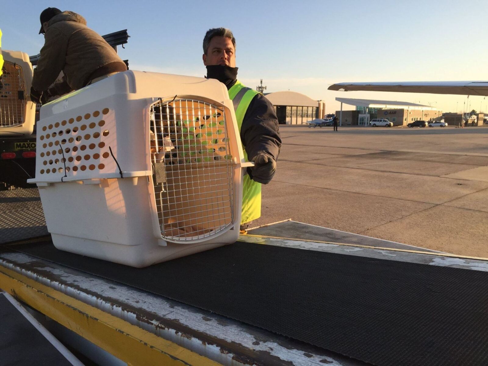 Organization Saves 110 Perfectly Healthy Dogs (and One Cat) from Euthanasia