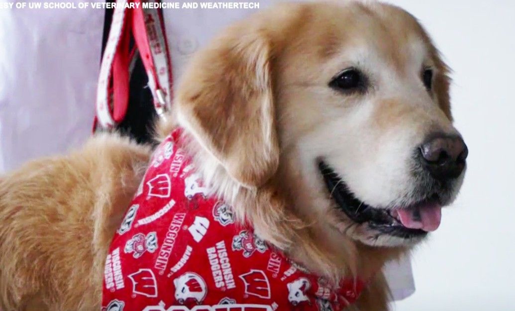 Man Buys $6 Million Super Bowl Ad To Pay Back the Heroes Who Saved His Dog