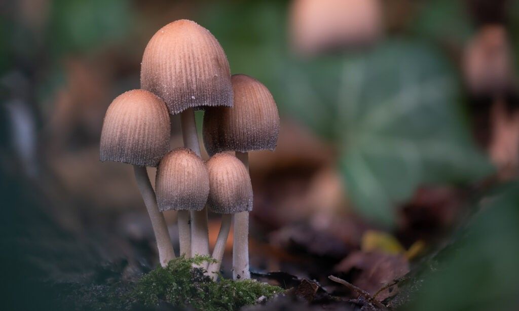 psychedelic mushrooms