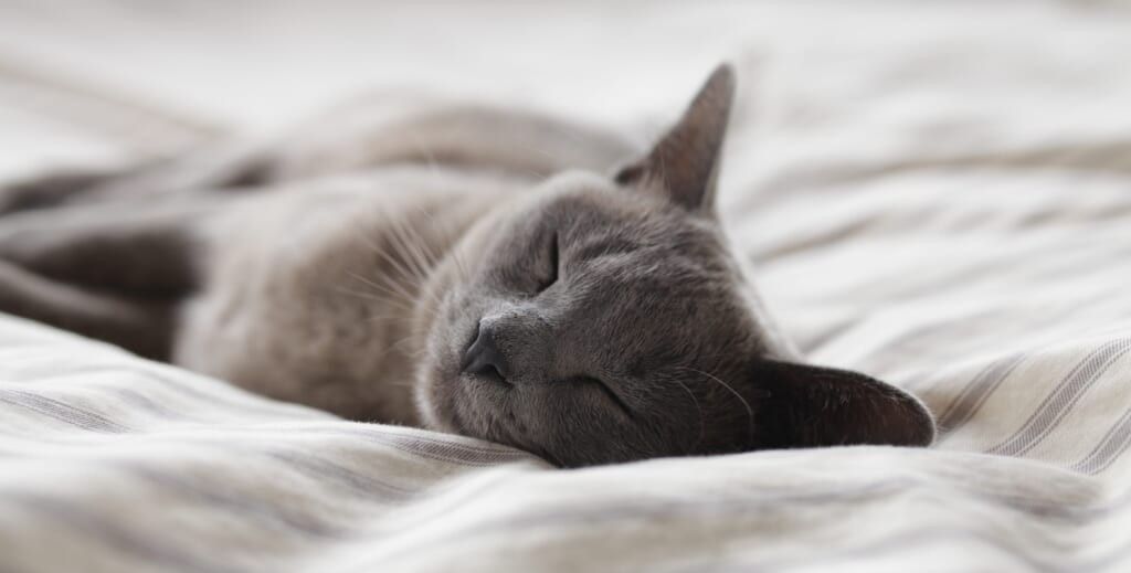 smiling sleeping cat on comfortable bed