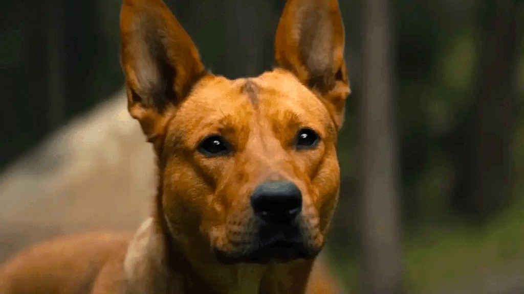 Coco as Sarii in Prey (20th Century Studios)