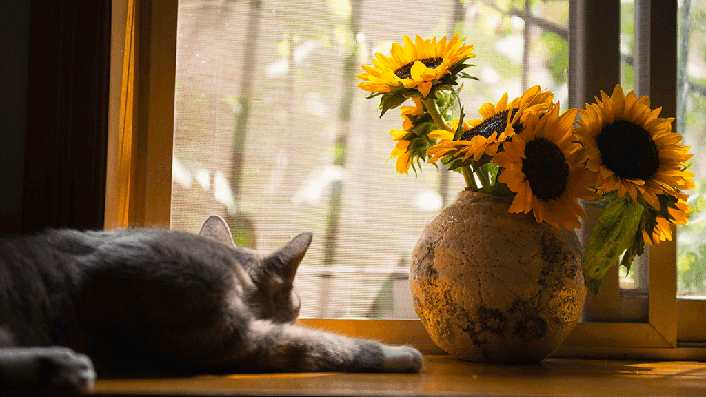Sunflowers3 1024x576