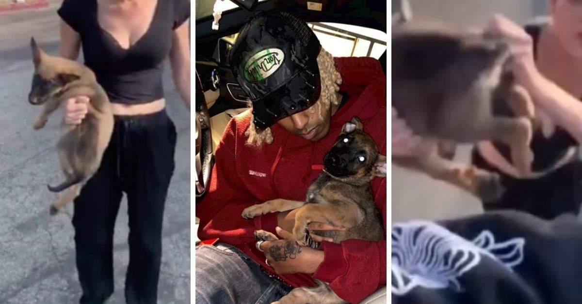 Man Saves Puppy After It Was Thrown At Him--And Gives It A New Home